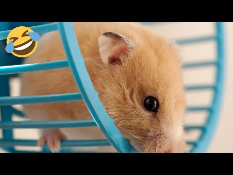 funniest-hamsters-in-a-wheel-compilation-|-pet-compilation-2020