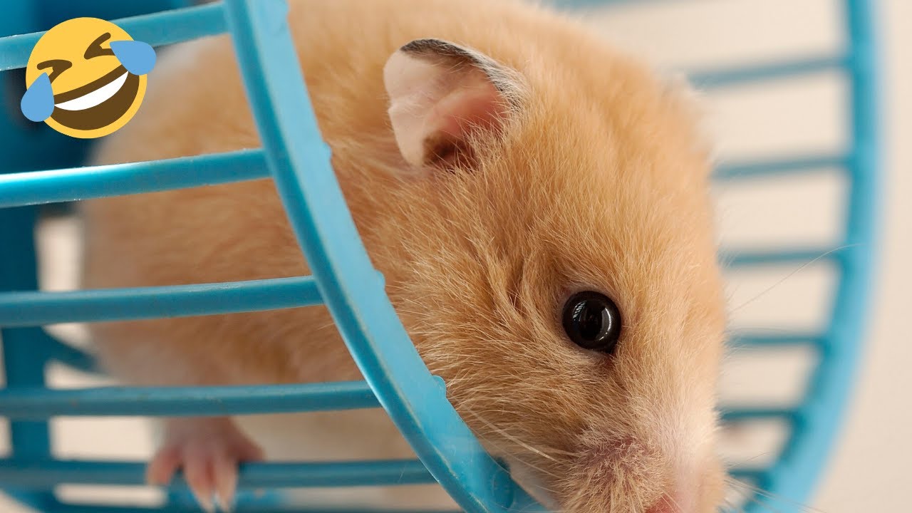Funniest Hamsters in a Wheel Compilation Pet Compilation 2020 YouTube