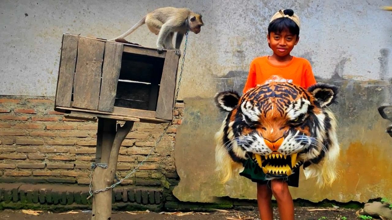 Wildan review macan macanan singo raung terbaru