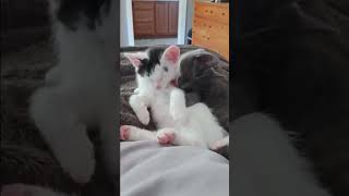 Crouton is available for adoption through Pawsforlifenc.org