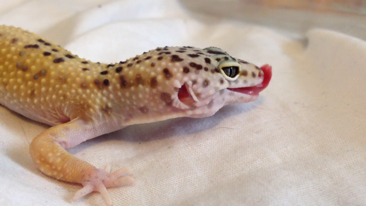Leopard Geckos Tongue YouTube