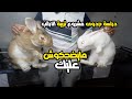 دراسة جدوى لمشروع تربية الارانب تربية الارانب 