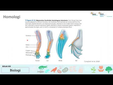 Video: Bagaimana embriologi menunjukkan evolusi?