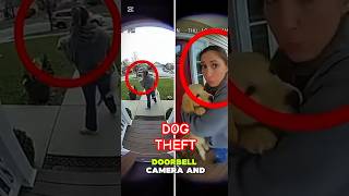 Thief Returns Stolen Puppy Demanding $500 Reward‼️