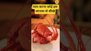 This creature never grows old #shorts #facts #lobster