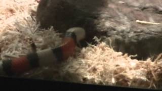 My Lil Rockefeller Tickle Bottom