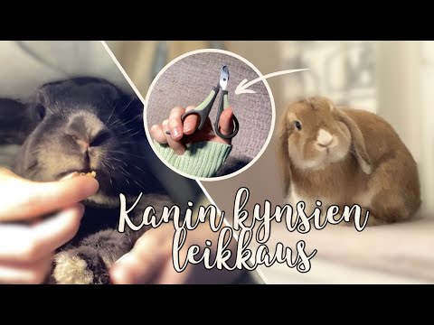 Video: Venäläisen sinisen kissan tunnistaminen: 12 vaihetta