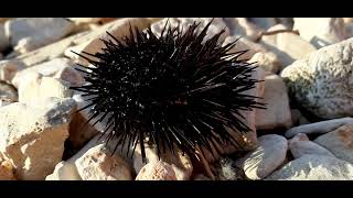 Lebender Seeigel,Seeigelstacheln,Achtung Vor Den Stacheln Im Wer Beim Baden,Anfen Kann Man Ihn