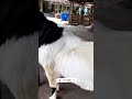 #Heavy weight goat #animalslover #goat #cute #Goatslover #nice #shortvideo #shorts