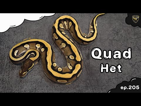 Quad Het น่าเก็บต่อยอดดีมั๊ย!! 【 EP.205| 4K 】#realityballpython #ballpython