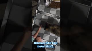 Download Lagu selamat makan #dj #remix #kucing #lks #cat #catatanmotivasi #subscribers #support #subscribe#pets MP3