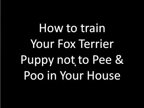 Video: How To Train A Toy Terrier To Toilet On The Street