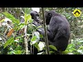 Grooming behavior between mother and son bonobos!【Observations of Bonobos #114】