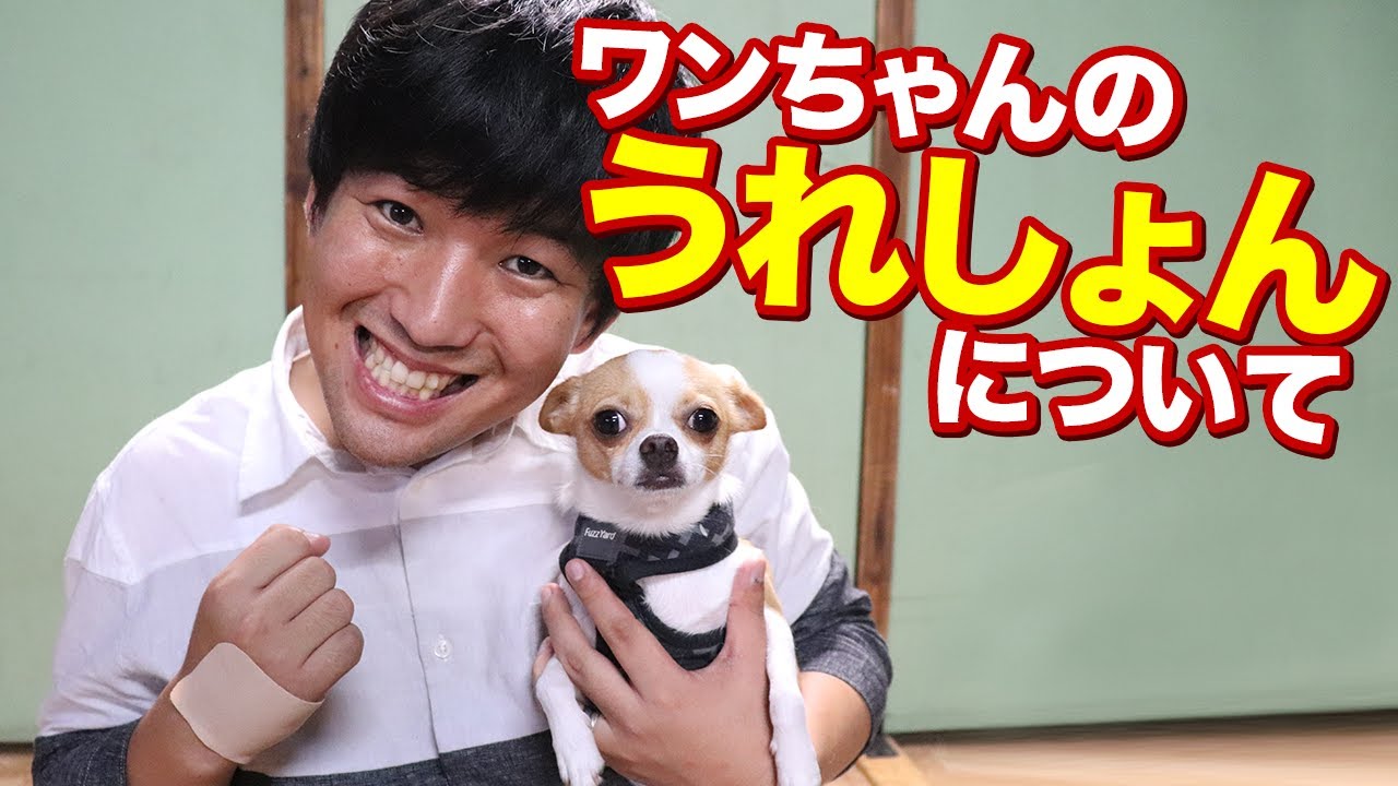 ワンちゃんが喜んだ時おしっこをしてしまううれしょんについて Youtube