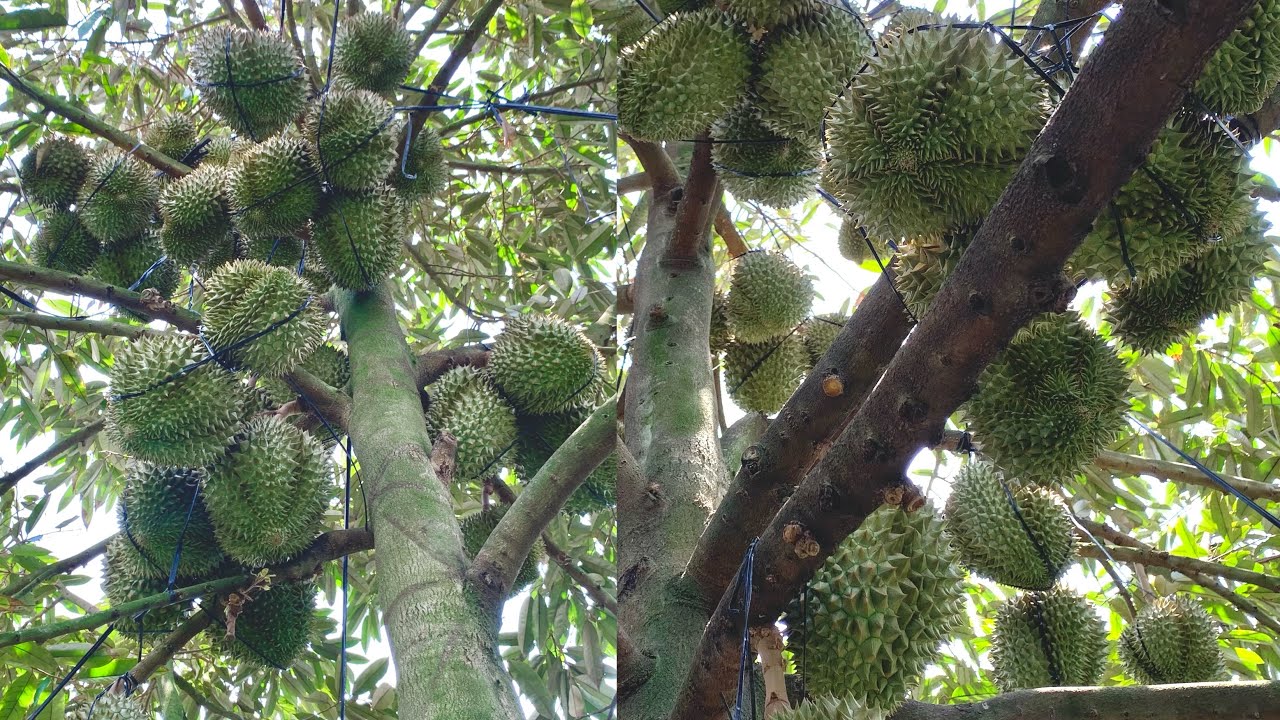 Giải pháp dưỡng xanh gai, thúc lên cơm nhanh trái sầu riêng trên 80 ngày.