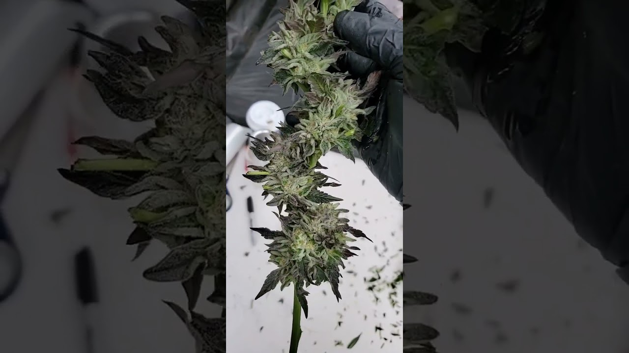 Ethos White Wedding RBX1