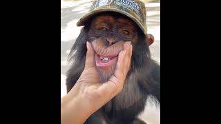 funny monkeys video #shorts #videos #trendingshorts