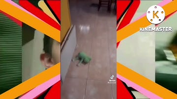 Doodland Tomato Screaming Hates The X Gets Interrupted Add Round 31