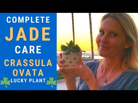 JADE plant Beginners guide Crassula Ovata CARE PROPAGATION flowering MOODY BLOOMS
