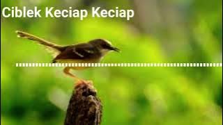 Suara Burung Ciblek Keciap Keciap