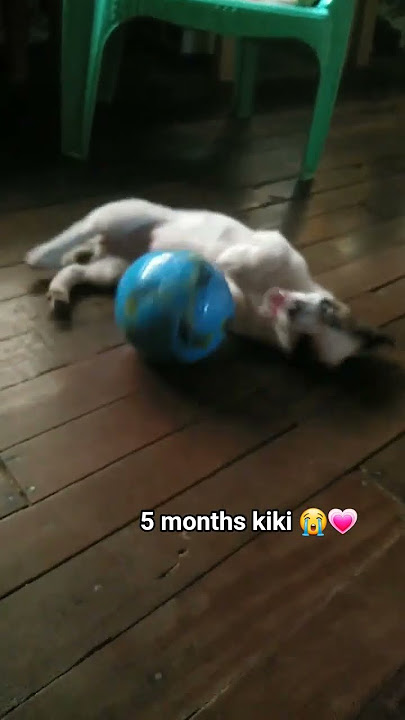#puppy #cute #cutedog #dog #shorts #shortvideo #trending