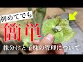 【増える植物】楽しいビカクシダの株分け【枯らさない方法】