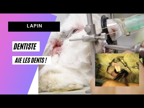 Vidéo: Problèmes De Dents De Joue Chez Le Lapin