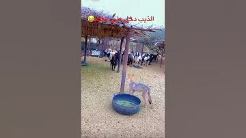 الذيب دخل على الغنم في الاخير 