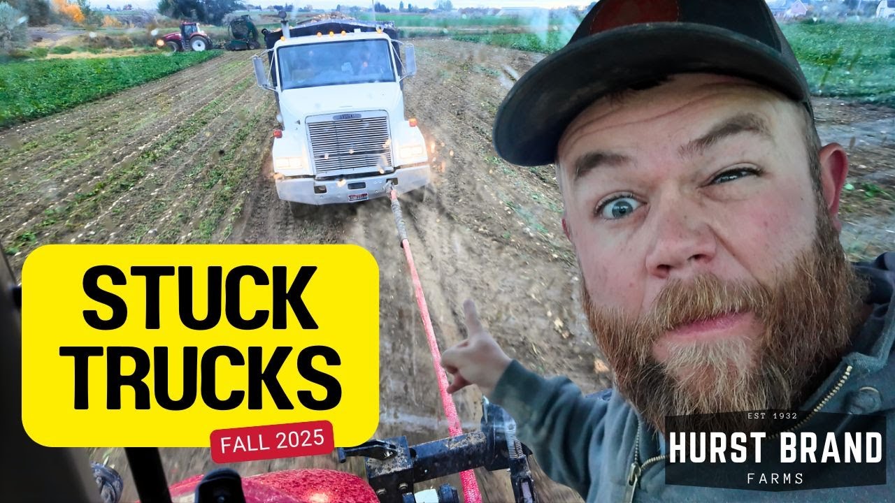 Грязевой хаос на поле: уборка свеклы остановлена ​​из-за постоянных застреваний грузовиков.