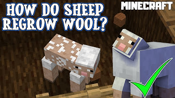 MINECRAFT | How Do Sheep Regrow Wool? 1.16.4