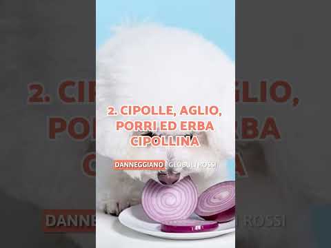 🍇 5 ALIMENTI che possono UCCIDERE il tuo CANE 🚫🐶