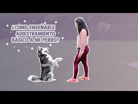 Video: Nuestra guía de sitios web de adopción de mascotas