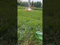 what can be used as a shield! (idiot version) #guntube #comedy #funny #demolition #humor #viralshort