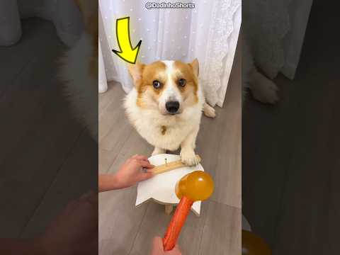 Esse cachorro fez o impossível para não acordar a dona