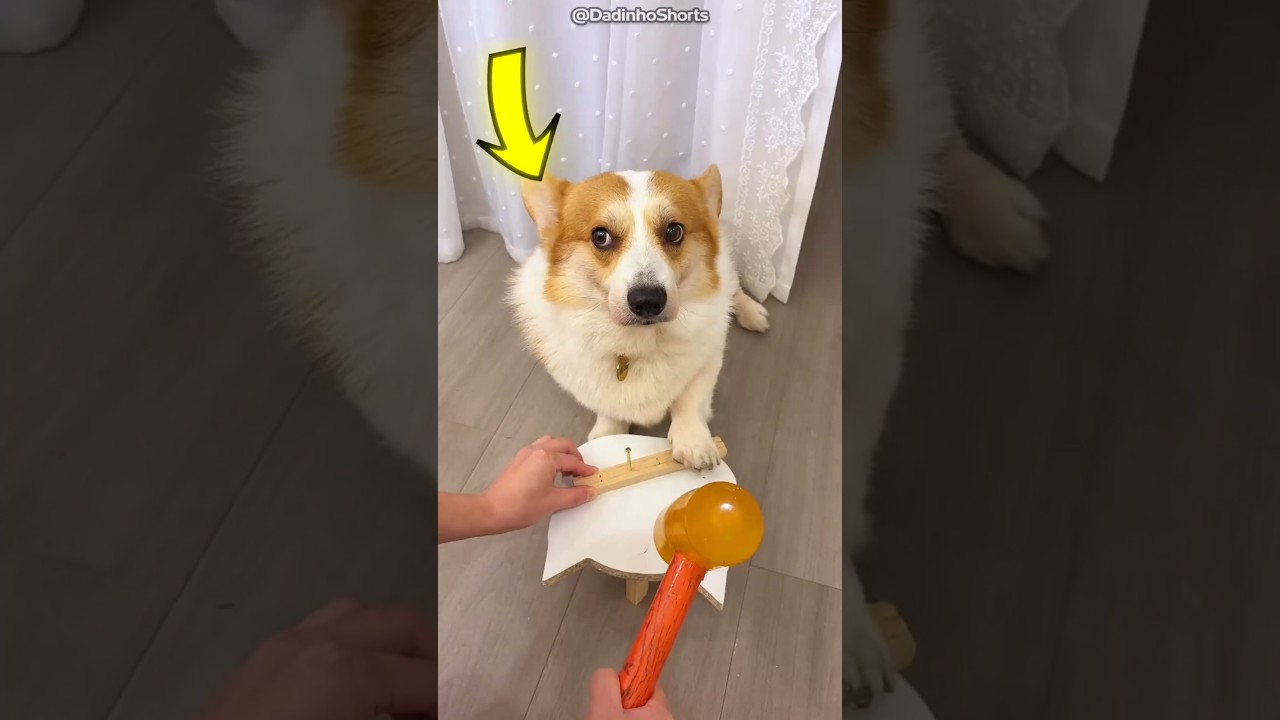 Esse cachorro fez o impossível para não acordar a dona
