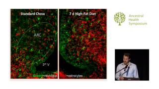 What Causes Leptin Resistance? — Stephan Guyenet, Ph.D. (AHS14)