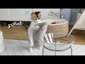飼い主が即席で作ったベッドを置いてみたら二足歩行始めちゃった子猫w