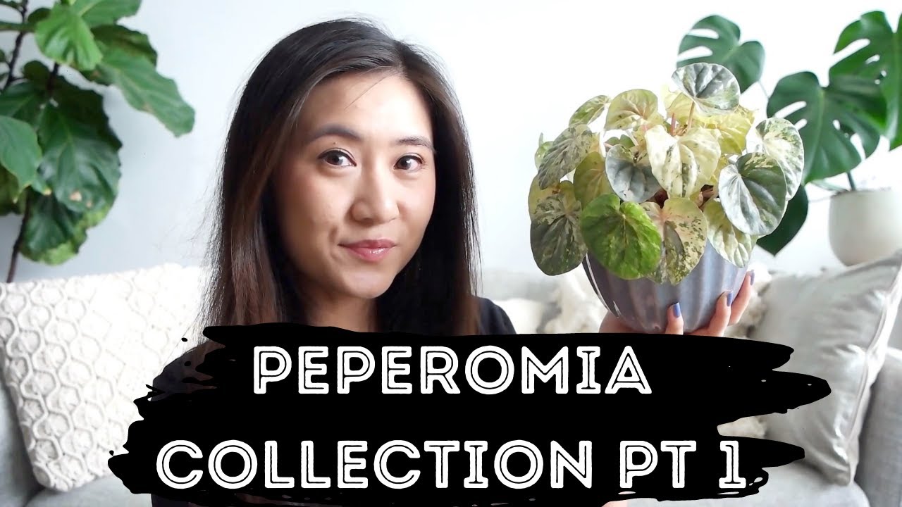 Peperomia Plant Collection (Part 1) | Peperomia Pink Lady, Peperomia Hope and More!