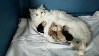 Gata Ragamuffin con sus hijos - Ragamuffin cat with her children by GatosMiau 514 views 5 years ago 1 minute, 17 seconds