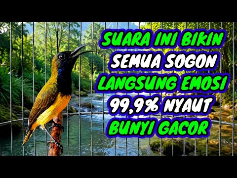 99,9% semua sogon nyaut‼️ Pancingan sogon agar emosi bunyi gacor
