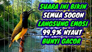 99,9% semua sogon nyaut‼️ Pancingan sogon agar emosi bunyi gacor