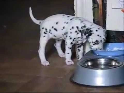 პეპი .ჭრელი ცუგო,  1თვის