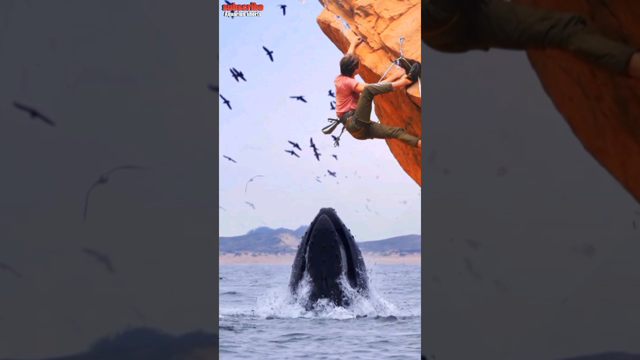 rock climber action with a whale❗