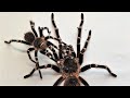 Крупный и мелкий самец одного вида паука птицееда Acantoscurria geniculata #Shorts