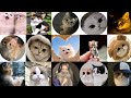cat dpz, cute cat dpz, cat dpz 2026, funny cat dpz, girl with cat dpz, beautiful cat dpz, cat dp,