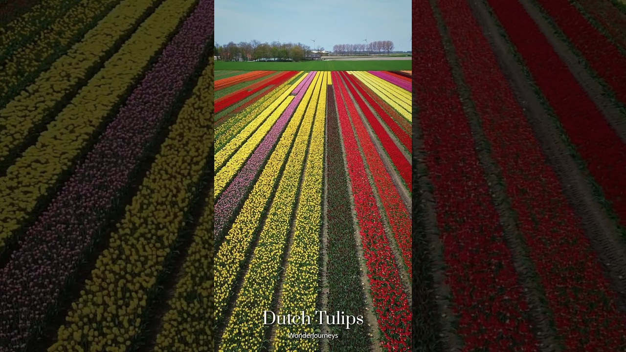 The Dutch Tulip Fields. 