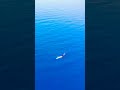 #dolphins #drone # #Greece Dolphins in love captures drone from above Dji Mavic air 1