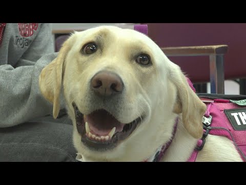 Therapy dog makes rounds at Moscow Elementary - YouTube