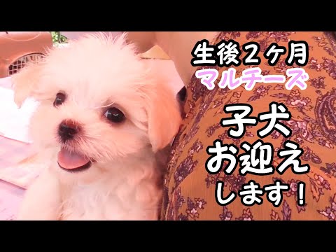 ぬいぐるみと暮らしていたひとりぼっちのマルチーズ子犬をお迎えするまで【パピー】
