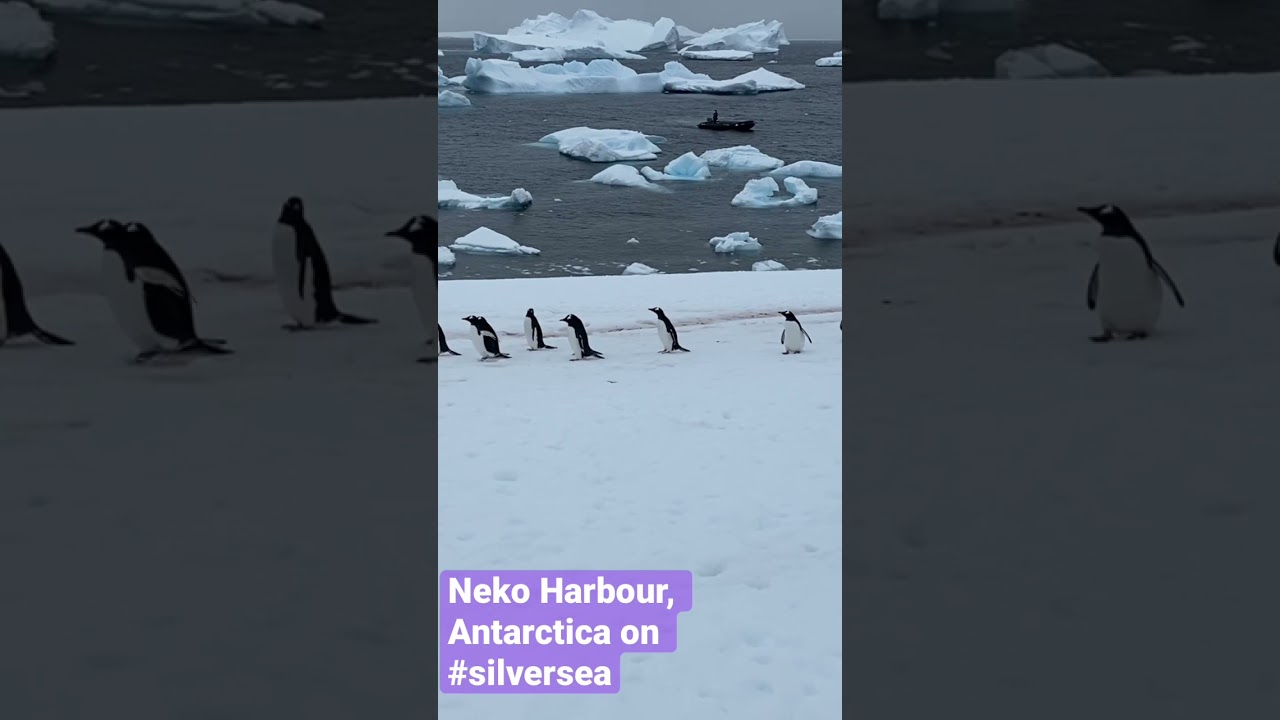 Penguins & Ice Bergs at Neko Harbour on day 2 with Silver Endeavour in Antarctica #silversea